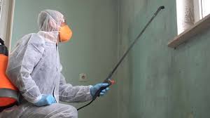 Best Black Mold Removal in Little Ferry, NJ